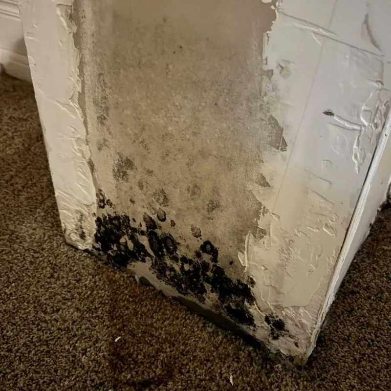 Professional Mold Removal in Penitas, TX